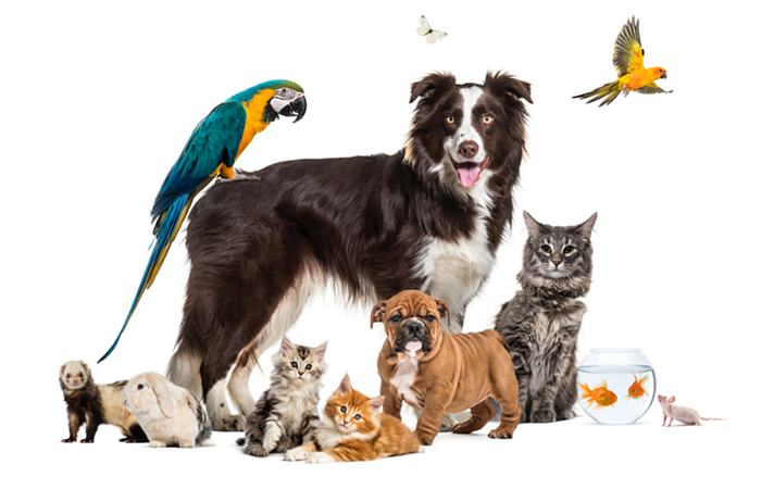 POP QUIZ PDX: Adorable Animals, Animal Behavior, and So Many More... ANIMALS! 🐿🐶🐌😸